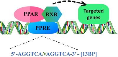 Identification of PPREs and PPRE associated genes in the human genome: insights into related kinases and disease implications